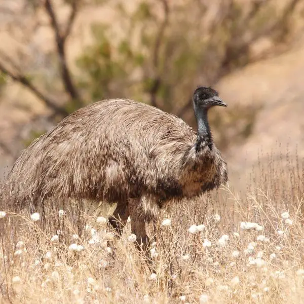 Emu Names with Meaning
