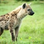 Hyena Names