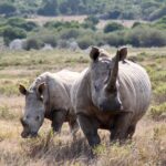 Rhino Names