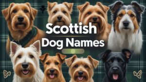 Scottish Dog Names