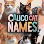 Calico Cat Names