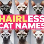 Hairless Cat Names