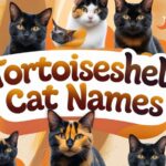 Tortoiseshell Cat Names